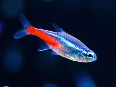 Rehome neon tetra - FREE