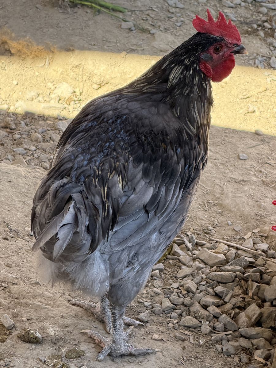 Blue copper Marran rooster 