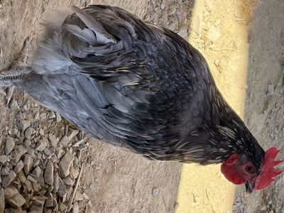 Blue copper Marran rooster