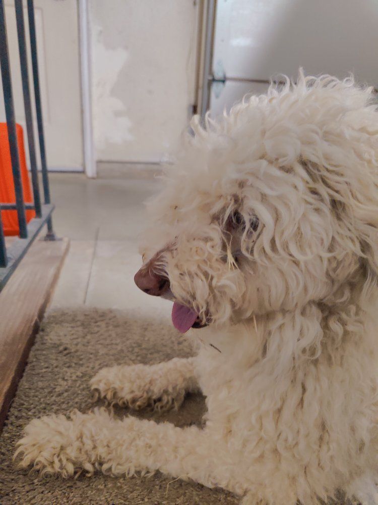 FOUND DOG