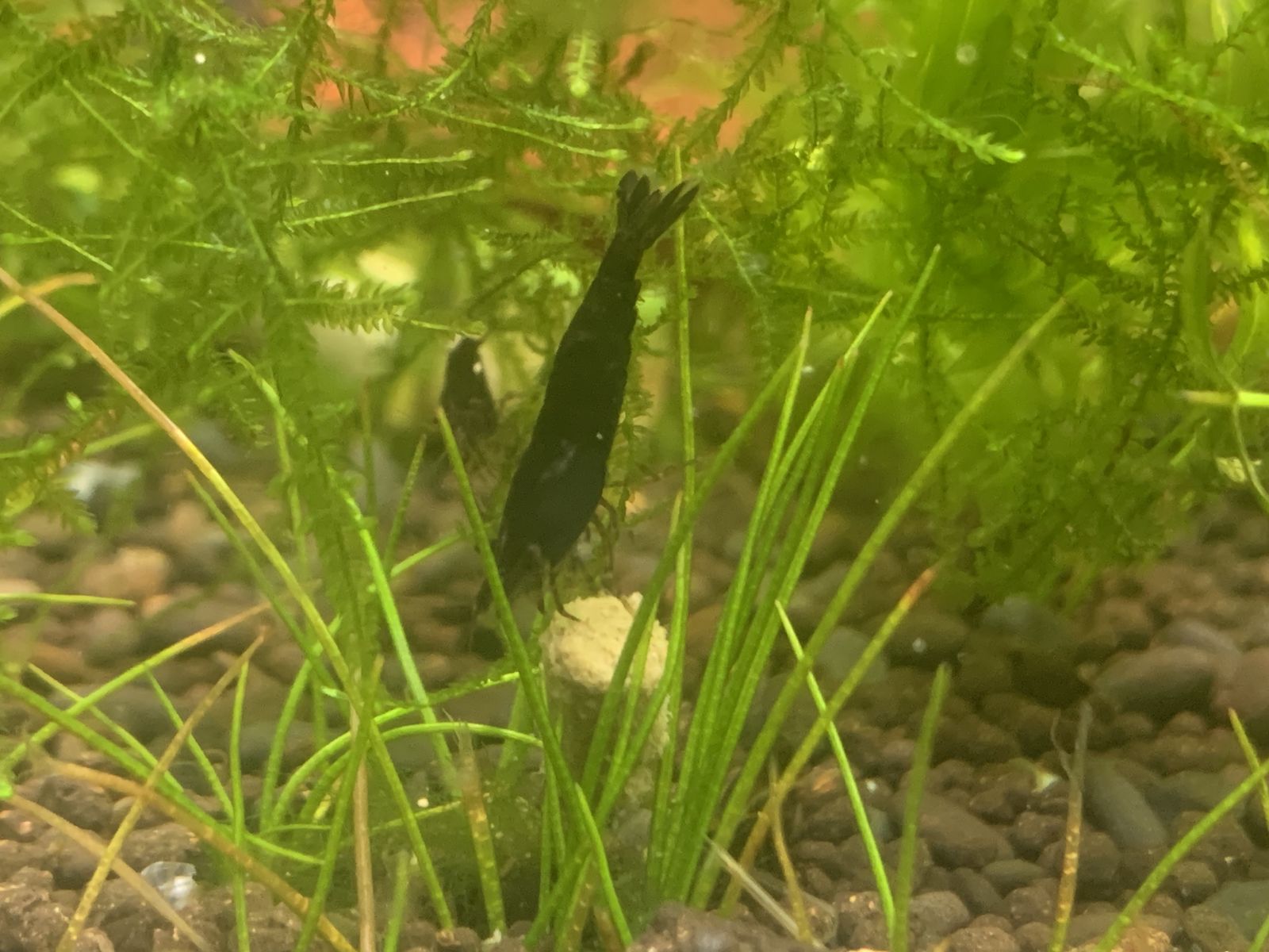 Neocaridina shrimp(Davidi shrimp)