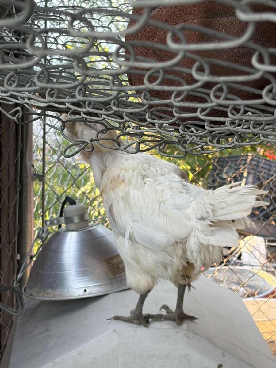 Laying hen