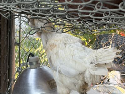 Laying hen