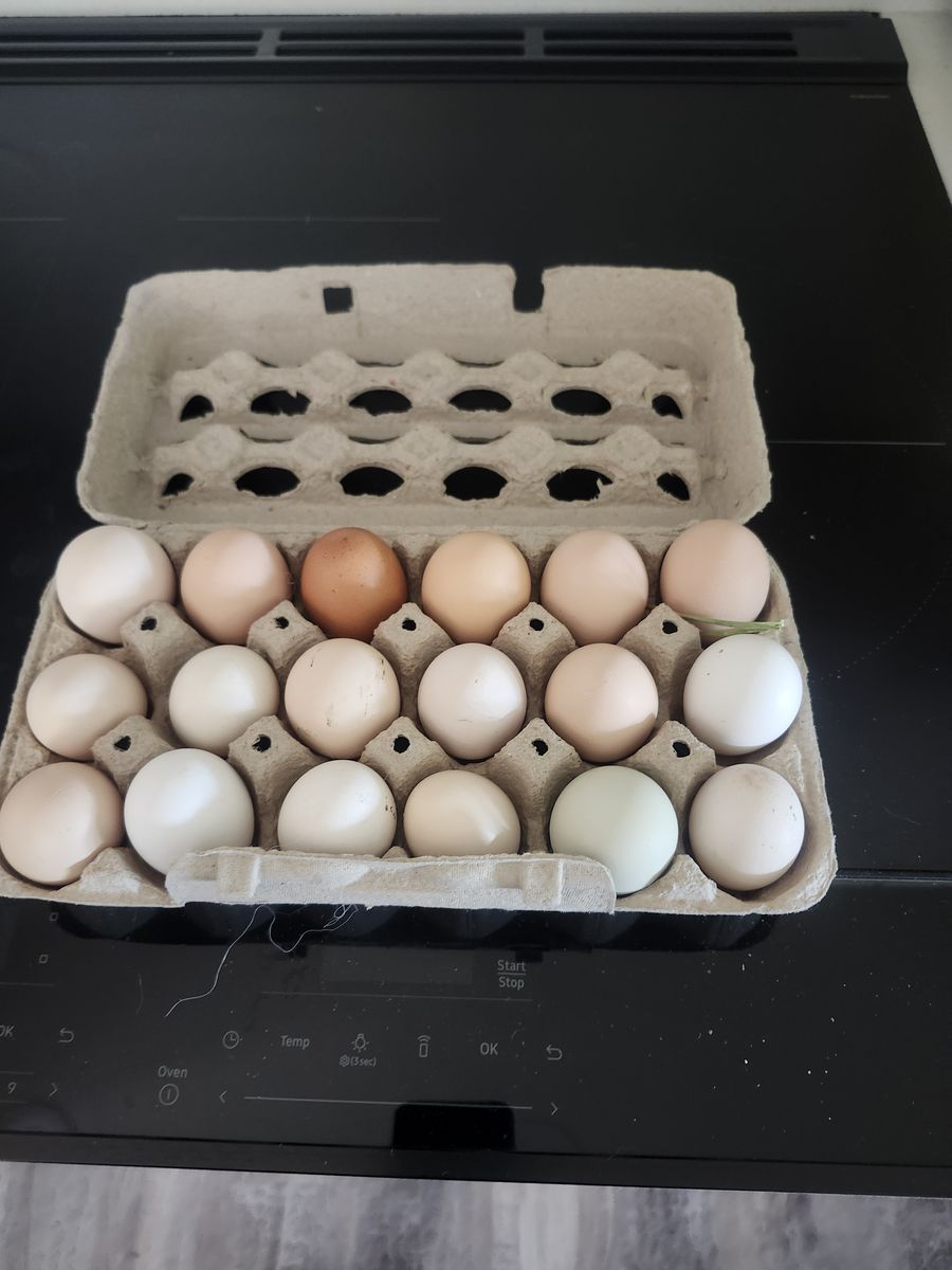 Fresh eggs