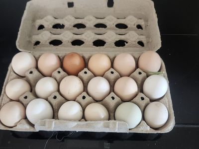 Fresh eggs