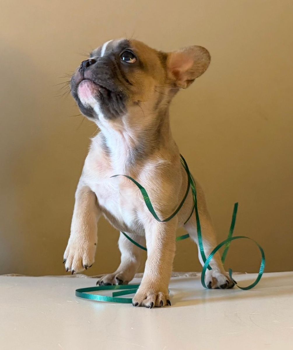 French Bulldog Puppies