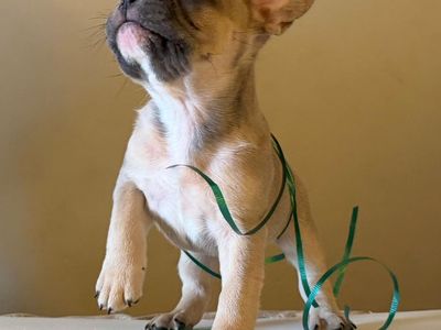 French Bulldog Puppies