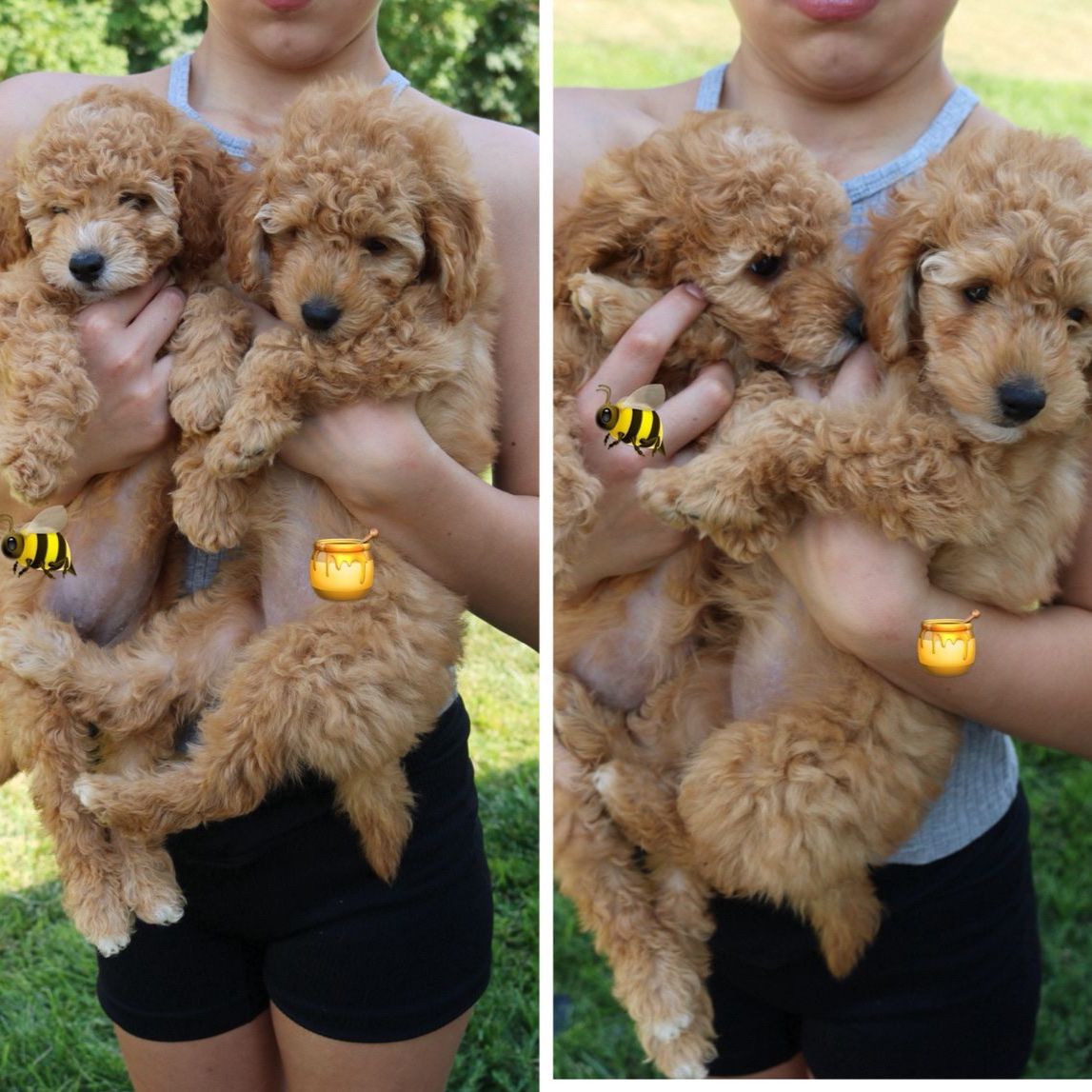 Petite F1BB golden doodles
