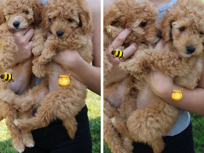 Petite F1BB golden doodles
