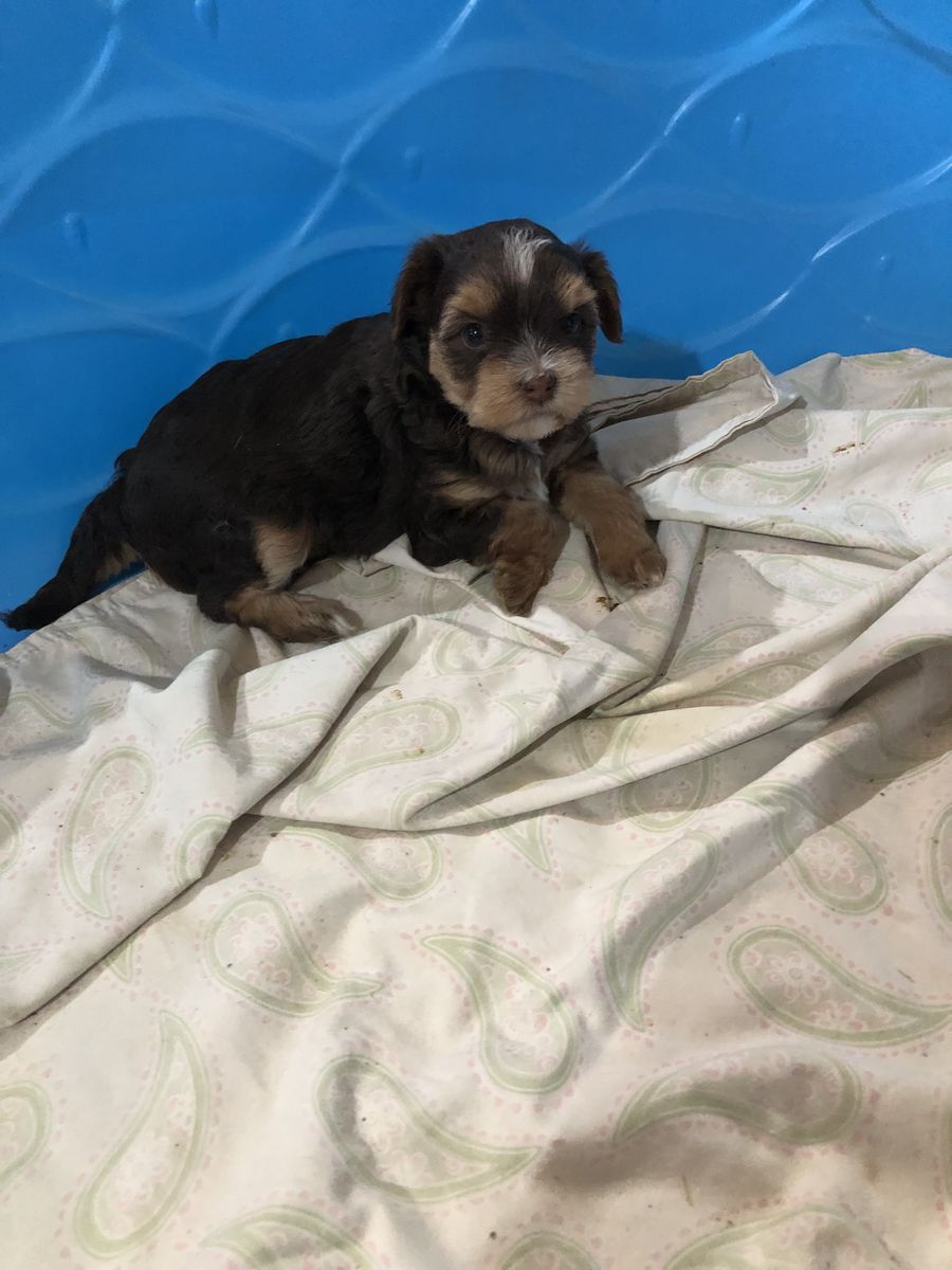 Shih tzu/poodle/Yorkie puppies