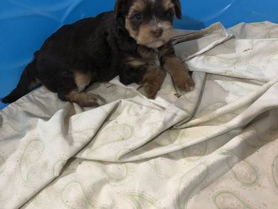 Shih tzu/poodle/Yorkie puppies