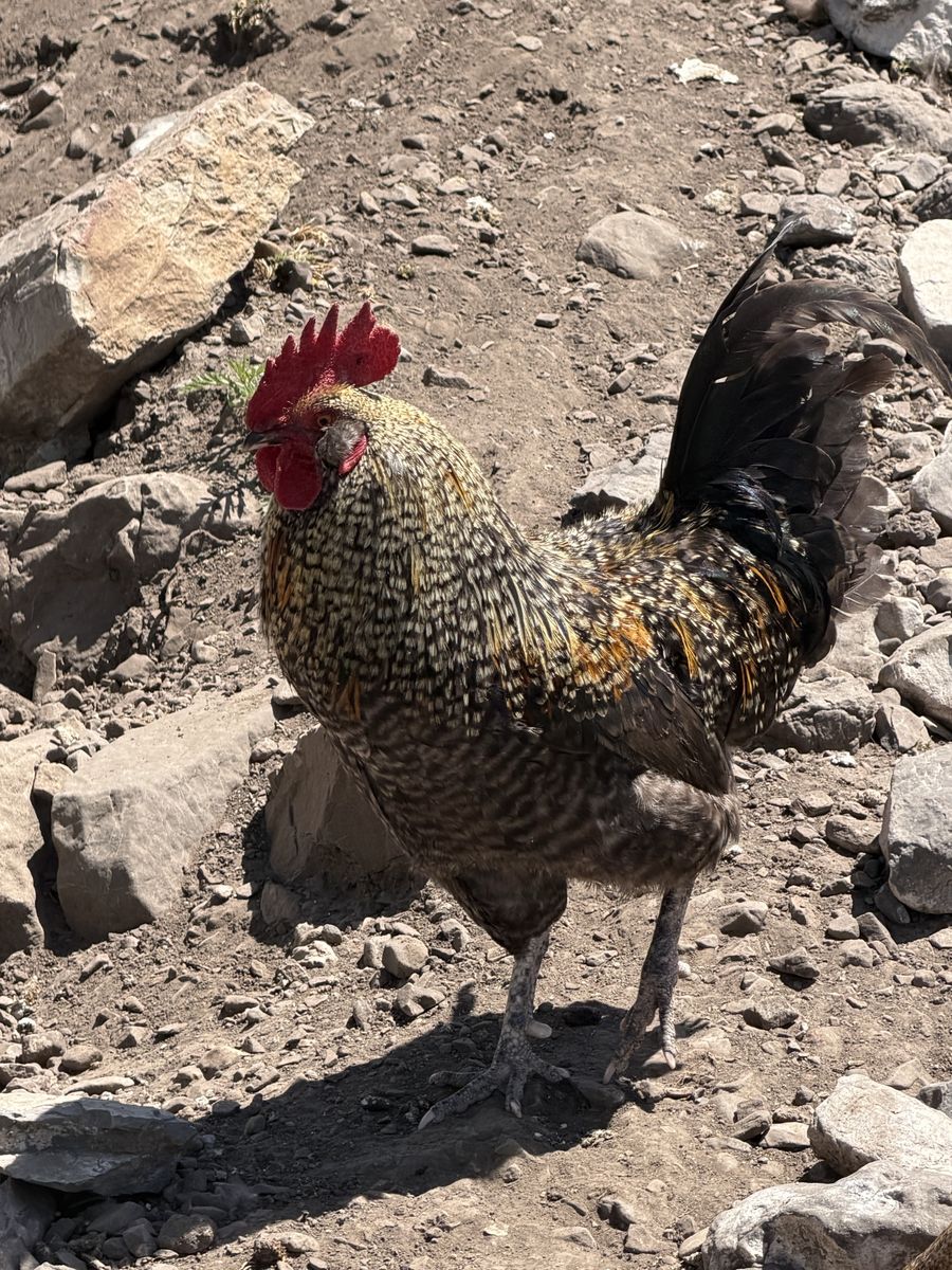 French black copper Moran rooster