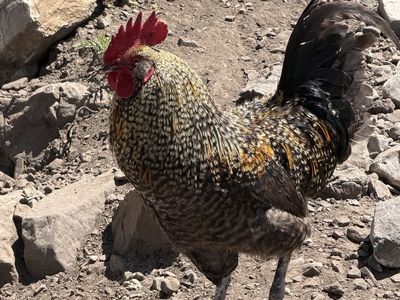 French black copper Moran rooster