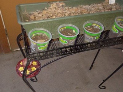 Metal Plant Stand with Shelf & Planter Box - Durable Wrought Iron Design