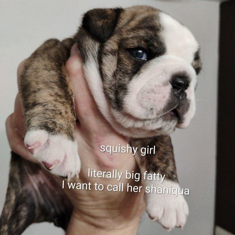 AKC Champion English Bulldog Puppies