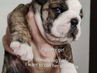 AKC Champion English Bulldog Puppies