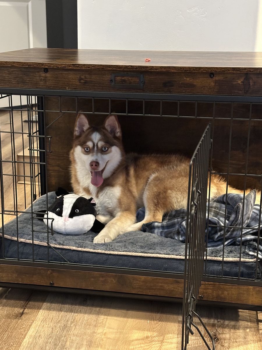 Stunning Blue-Eyed Male Pomski – Fully Trained, Family Ready