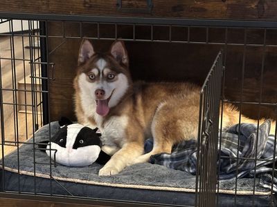 Stunning Blue-Eyed Male Pomski – Fully Trained, Family Ready