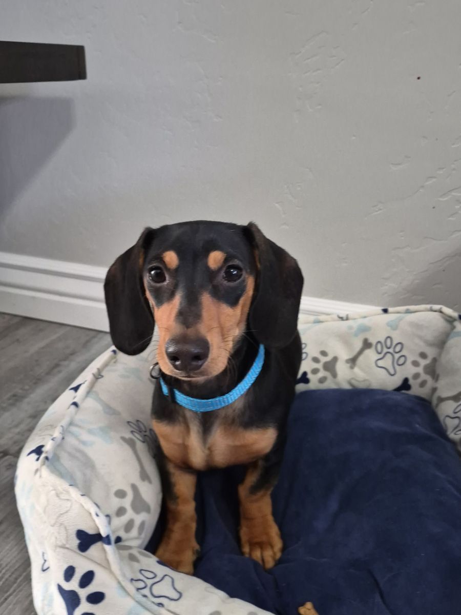 Miniature Dachshund Puppy, Male, 6 Months Old - Neutered, Great with Kids & Dogs!