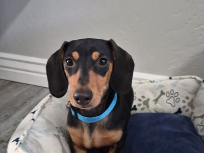 Miniature Dachshund Puppy, Male, 6 Months Old - Neutered, Great with Kids & Dogs!