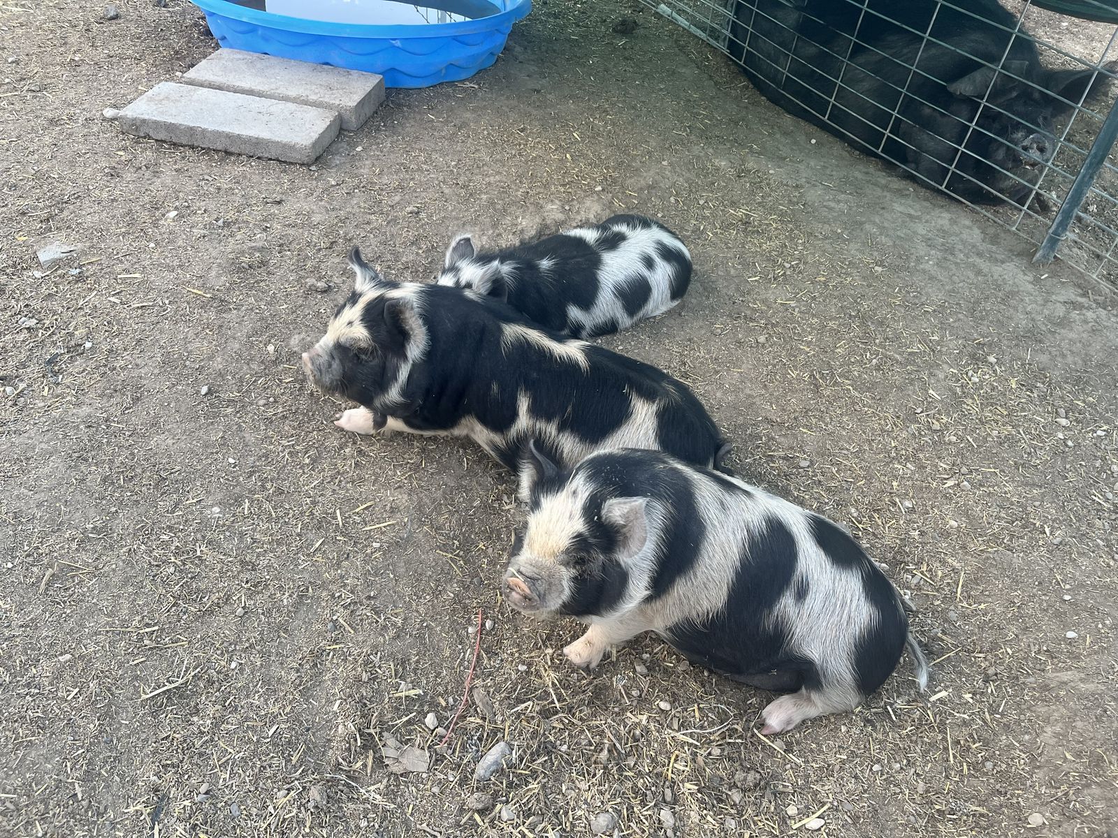 Kune Kune Piglets-PRICE REDUCED!