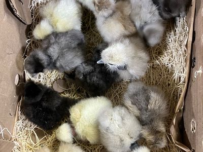 Showgirl Silkie Chicks SALE