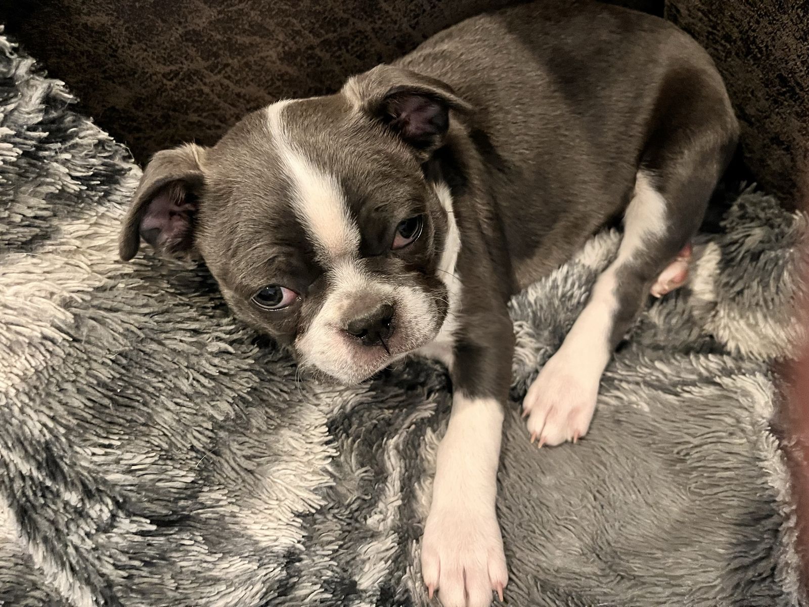 PRICE REDUCED! Blue FEMALE Boston terrier puppy!