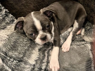 PRICE REDUCED! Blue FEMALE Boston terrier puppy!