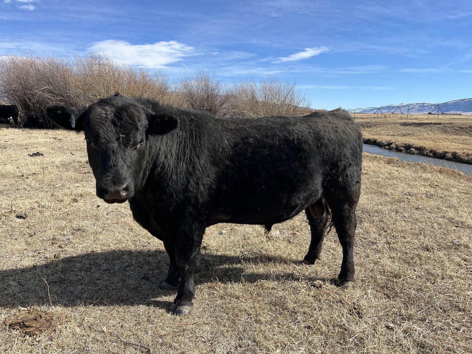 2 Yr Old Black Angus Bull For Sale