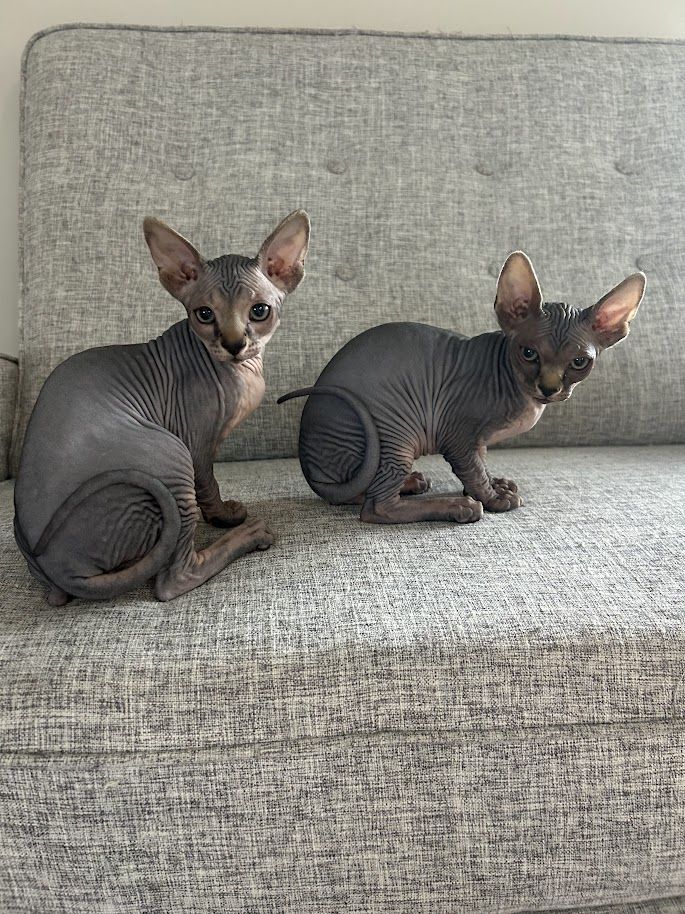 Sphynx Kittens for Sale