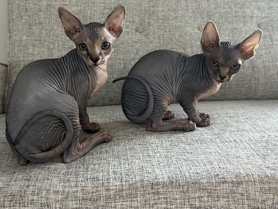 Sphynx Kittens for Sale