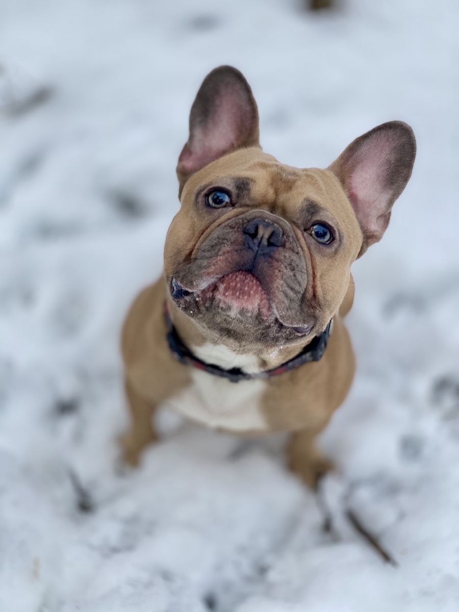 French Bulldog Stud - AKC - Blue Fawn