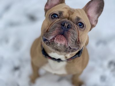 French Bulldog Stud - AKC - Blue Fawn