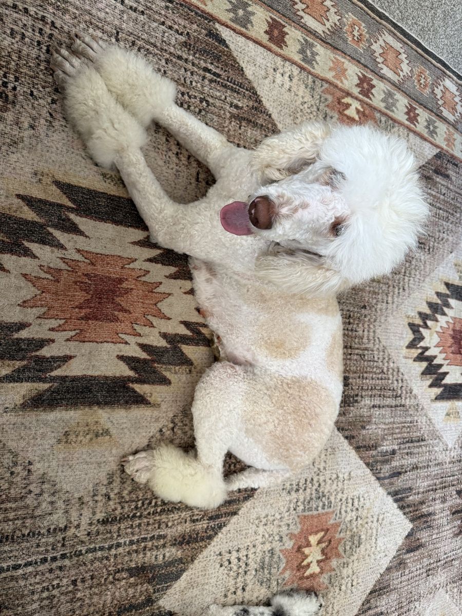 Standard Poodle