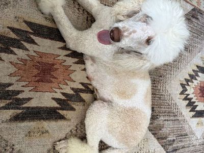 Standard Poodle