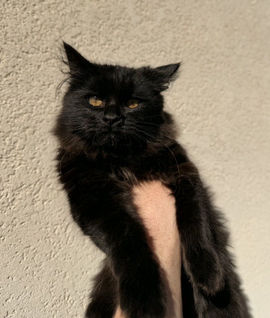 Siberian Forest Kittens