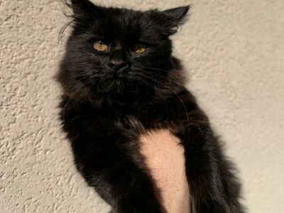 Siberian Forest Kittens