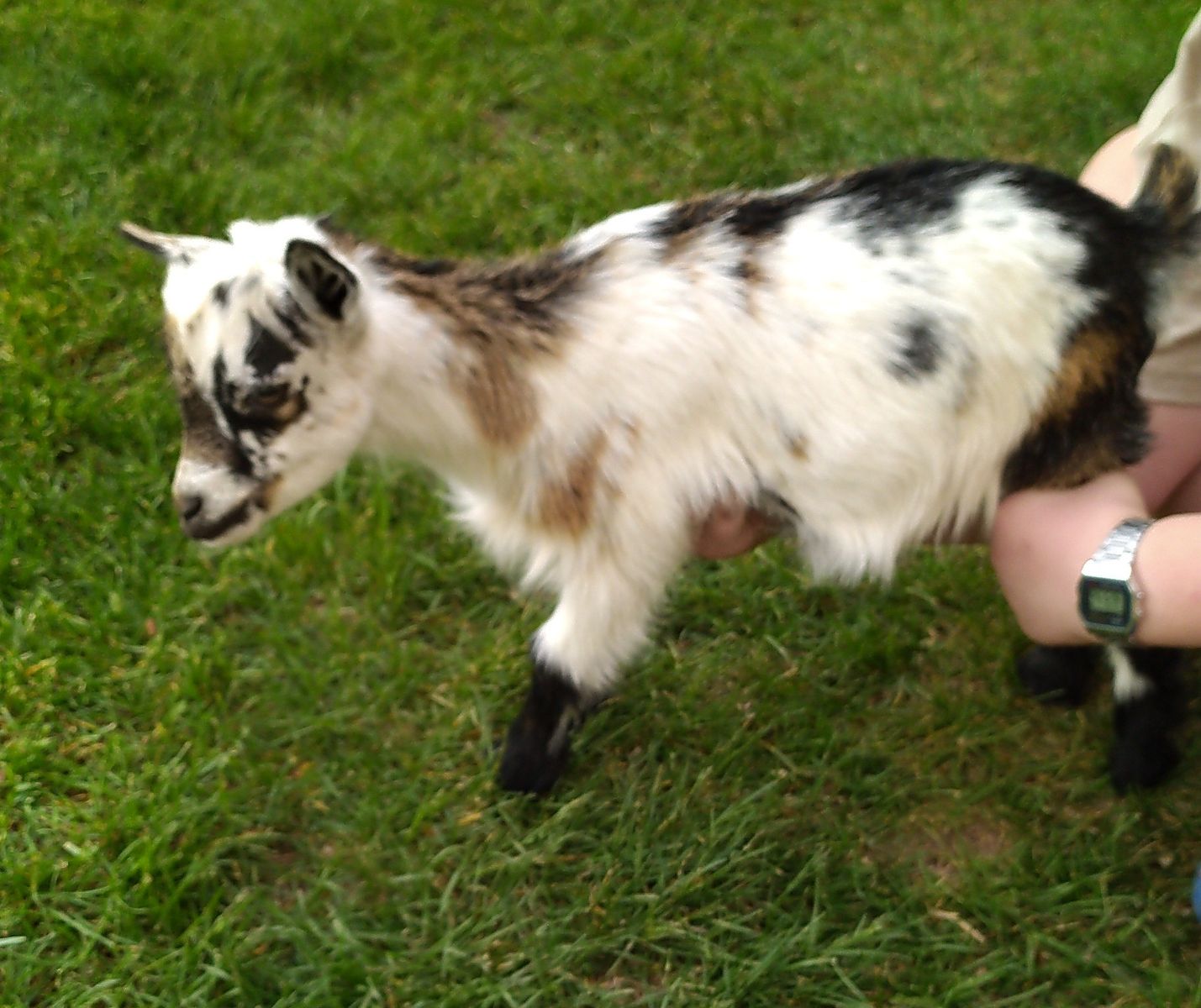 Nigerian Dwarf Female Kid