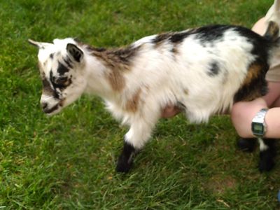 Nigerian Dwarf Female Kid