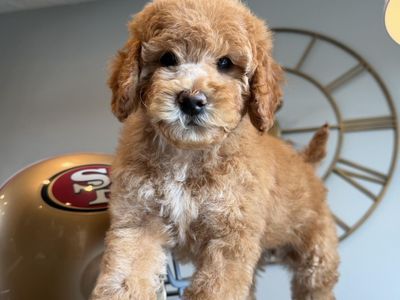 Stunning Trained Mini Gokdendoodle puppy