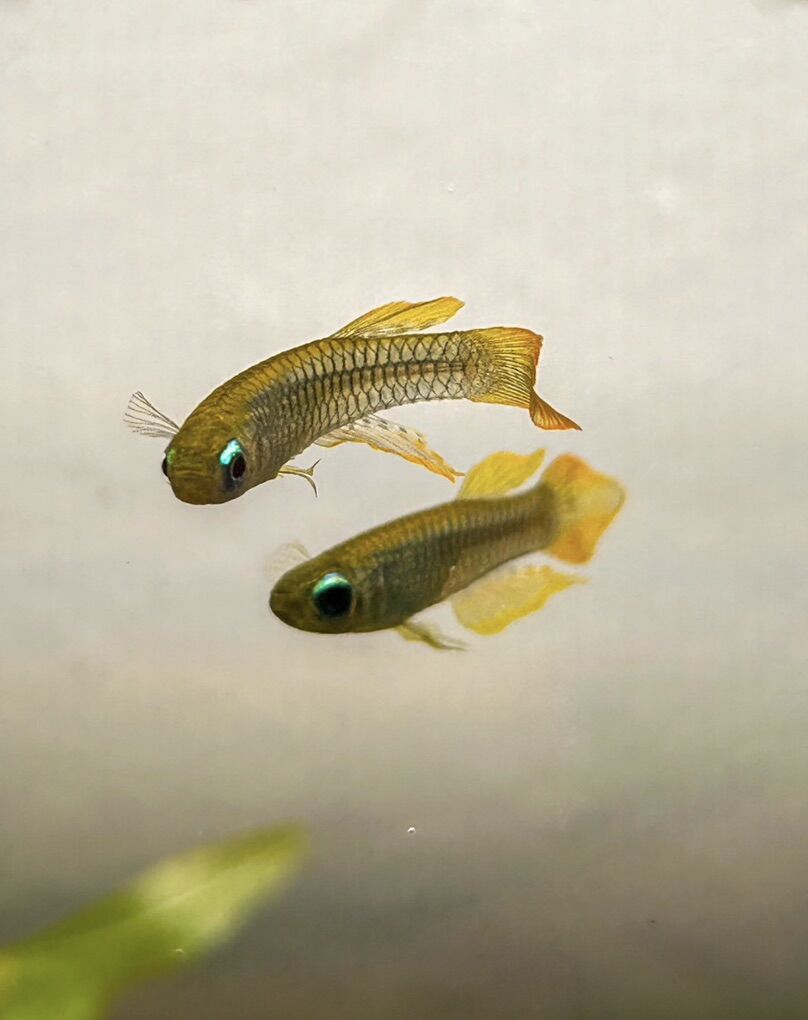 Lampeye Killifish Trio