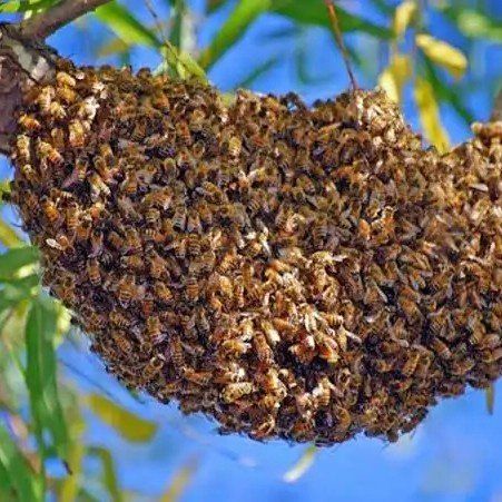 Bee Swarm