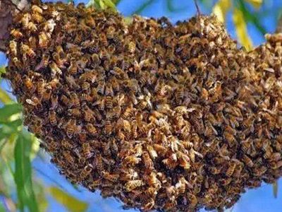 Bee Swarm