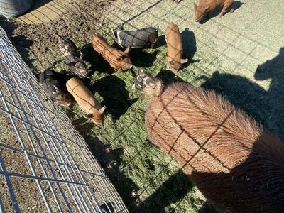 IPP Piglets