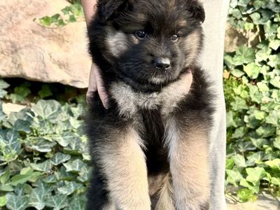 Samoyed German Shepherd mix puppies