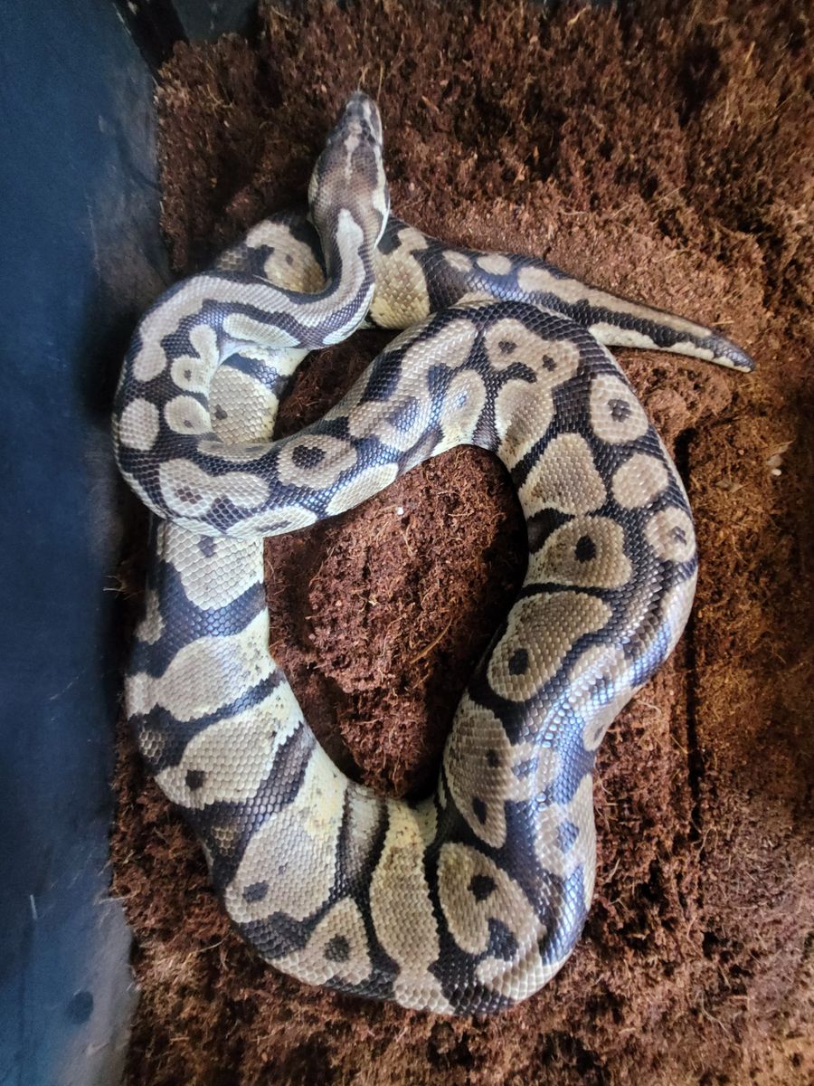 Ball python "Pandora"