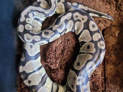 Ball python "Pandora"