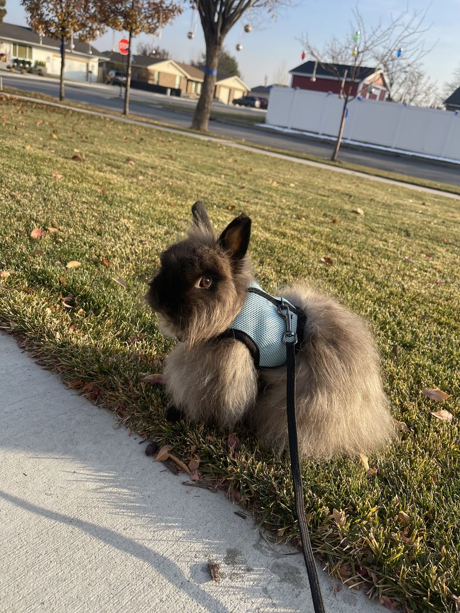 Jersey Wooly Bunny & Hutch Need New Home Pedigree