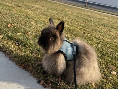 Jersey Wooly Bunny & Hutch Need New Home Pedigree