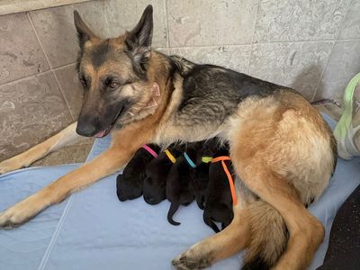 8 week old Golden Retriever / German Shepherd Puppies!